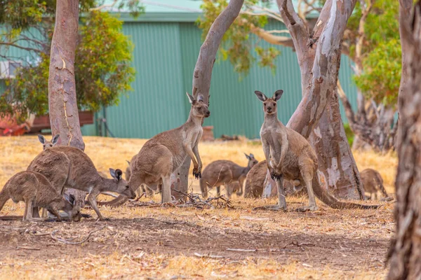 Group Kangaroos Wirrina Cove Австралії — стокове фото