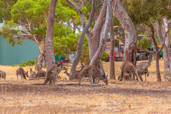 Kenguruk Csoportja Ausztrál Wirrina Öbölben — Stock Fotó