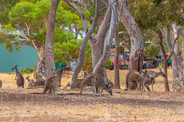 Kenguruk Csoportja Ausztrál Wirrina Öbölben — Stock Fotó