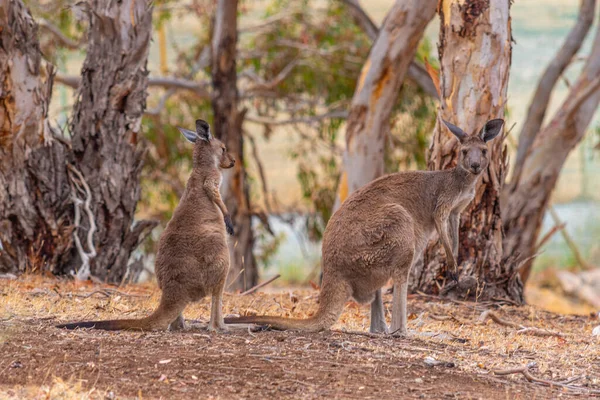 Gruppo Canguri Wirrina Cove Australia — Foto Stock