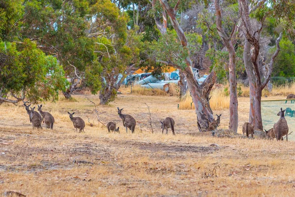 Grupo Canguros Cala Wirrina Australia — Foto de Stock