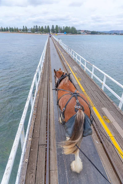 オーストラリアのビクター港の木製の通路に馬がトラムを描きました — ストック写真