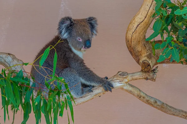 Koala Κορμό Δέντρου Στο Πάρκο Άγριας Ζωής Cleland Κοντά Στην — Φωτογραφία Αρχείου