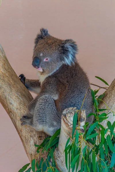 Koala Κορμό Δέντρου Στο Πάρκο Άγριας Ζωής Cleland Κοντά Στην — Φωτογραφία Αρχείου