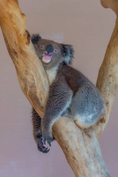 Koala Sur Tronc Arbre Parc Animalier Cleland Près Adélaïde Australie — Photo