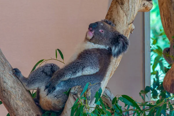 Koala Κορμό Δέντρου Στο Πάρκο Άγριας Ζωής Cleland Κοντά Στην — Φωτογραφία Αρχείου