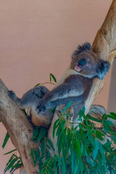 Koala Pniu Drzewa Parku Przyrody Cleland Niedaleko Adelaide Australia — Zdjęcie stockowe