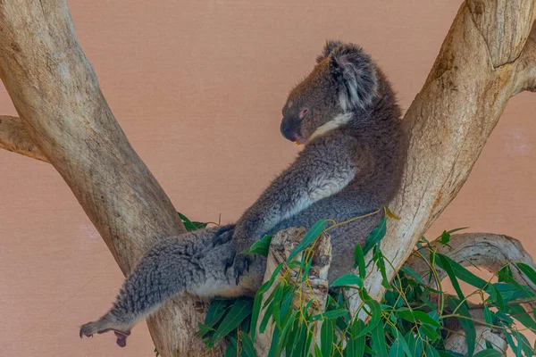 Koala Κορμό Δέντρου Στο Πάρκο Άγριας Ζωής Cleland Κοντά Στην — Φωτογραφία Αρχείου