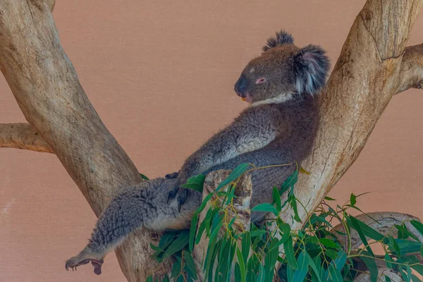 Koala Κορμό Δέντρου Στο Πάρκο Άγριας Ζωής Cleland Κοντά Στην — Φωτογραφία Αρχείου