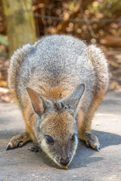 Wallaby Parku Przyrody Cleland Niedaleko Adelaide Australia — Zdjęcie stockowe