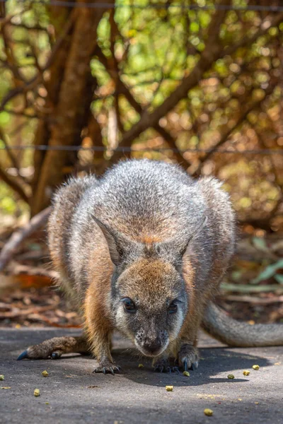 Wallaby Στο Πάρκο Άγριας Ζωής Cleland Κοντά Στην Αδελαΐδα Της — Φωτογραφία Αρχείου