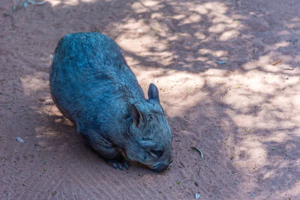 Wombat Στο Πάρκο Άγριας Ζωής Cleland Κοντά Στην Αδελαΐδα Αυστραλία — Φωτογραφία Αρχείου