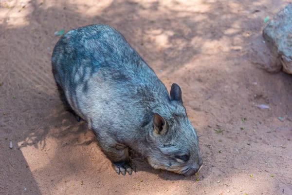 Wombat Στο Πάρκο Άγριας Ζωής Cleland Κοντά Στην Αδελαΐδα Αυστραλία — Φωτογραφία Αρχείου