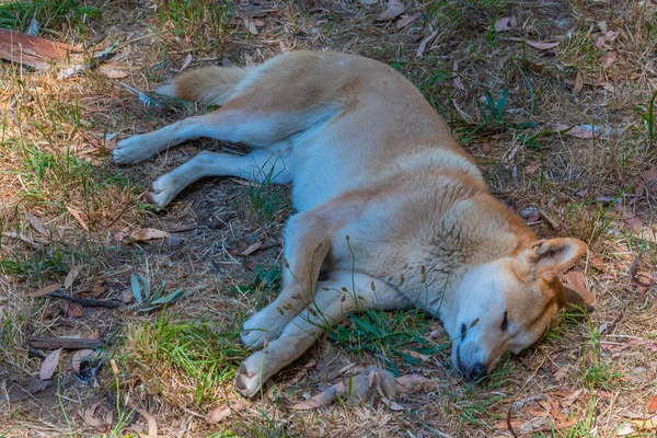 Dingo Parque Vida Selvagem Cleland Adelaide Austrália — Fotografia de Stock