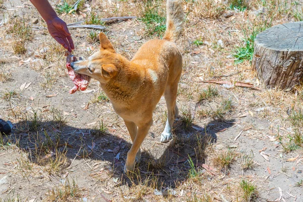 Dingo Parque Vida Selvagem Cleland Adelaide Austrália — Fotografia de Stock