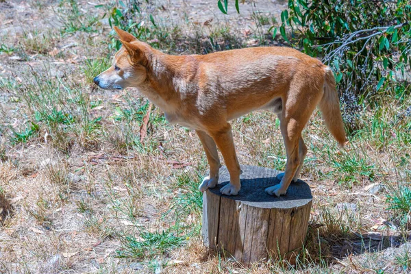 Dingo Parque Vida Selvagem Cleland Adelaide Austrália — Fotografia de Stock