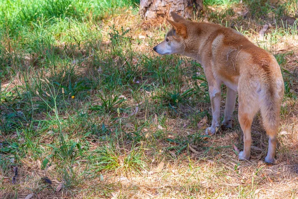 Dingo Parque Vida Selvagem Cleland Adelaide Austrália — Fotografia de Stock