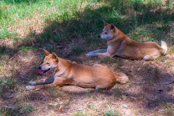Dingo Cloneland Wildpark Adelaide Australien — Stockfoto