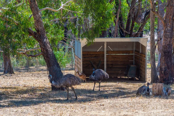 Emus Cleland Wildpark Nabij Adelaide Australië — Stockfoto