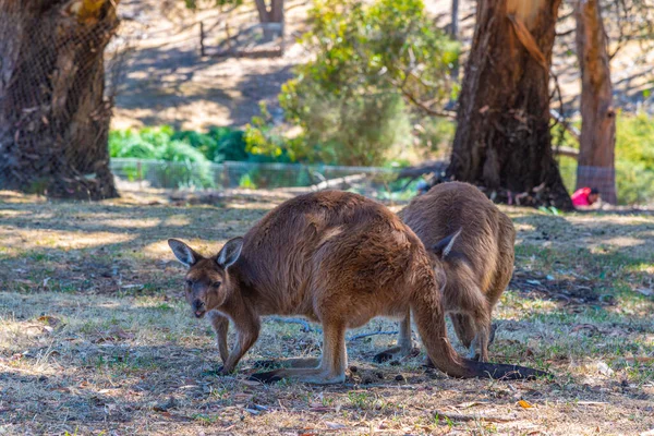 Cangurus Parque Vida Selvagem Cleland Perto Adelaide Austrália — Fotografia de Stock