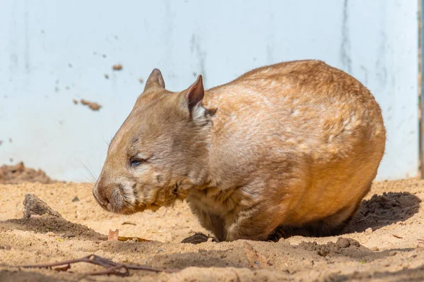 Wombat Cleland Wildlife Park Adelaide Australia — Stock Photo, Image