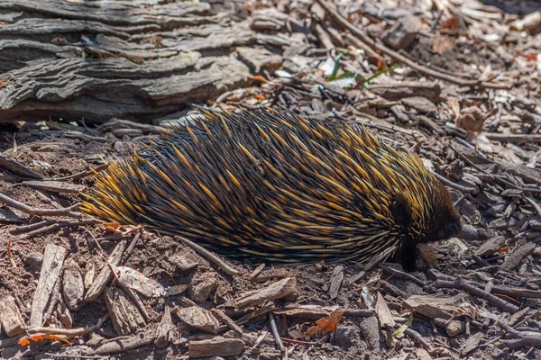 Echidnas Parque Vida Silvestre Cleland Cerca Adelaida Australia — Foto de Stock