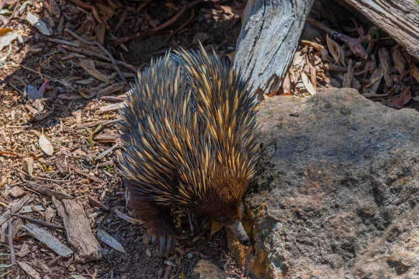 Echidnas Parku Przyrody Cleland Niedaleko Adelaide Australia — Zdjęcie stockowe