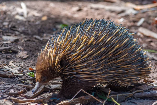 Echidnas Parque Vida Silvestre Cleland Cerca Adelaida Australia — Foto de Stock