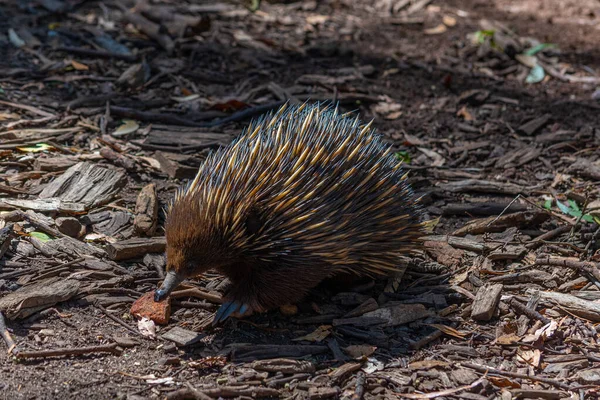 Echidnas Cleland Wildlife Park Adelaide Australia — Stock Photo, Image