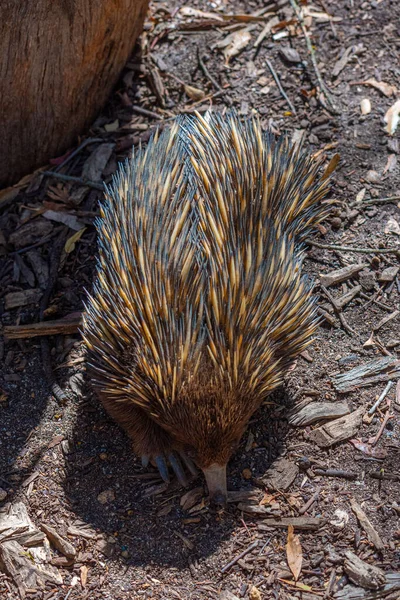 Echidnas Parque Vida Silvestre Cleland Cerca Adelaida Australia — Foto de Stock