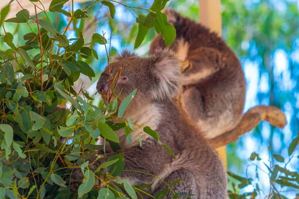 Koala Pniu Drzewa Parku Przyrody Cleland Niedaleko Adelaide Australia — Zdjęcie stockowe