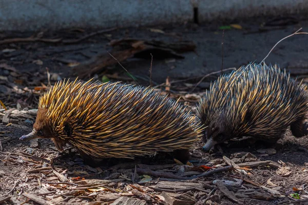 Echidnas Parque Vida Silvestre Cleland Cerca Adelaida Australia — Foto de Stock