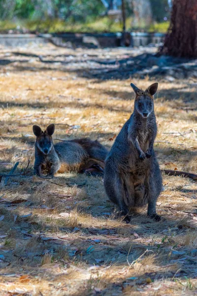 Cangurus Parque Vida Selvagem Cleland Perto Adelaide Austrália — Fotografia de Stock