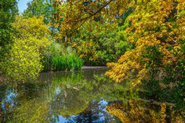 Adelaide, Avustralya 'daki botanik bahçesinde yapay gölet