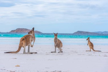 Avustralya 'daki Lucky Bay' de Kangurular