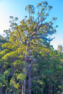 Avustralya 'daki devler vadisinde antik karıncalanma ormanı.