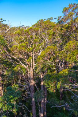 Avustralya 'daki devler vadisinde antik karıncalanma ormanı.
