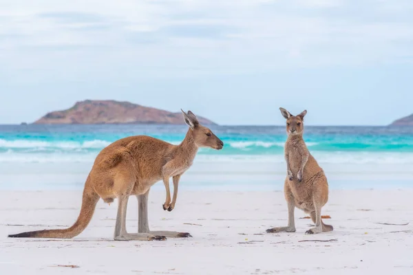 Kangaroos Lucky Bay Australia — Stock Photo, Image