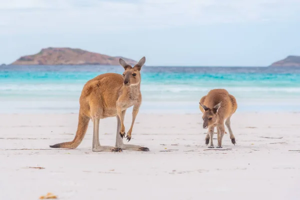 Canguri Lucky Bay Australia — Foto Stock