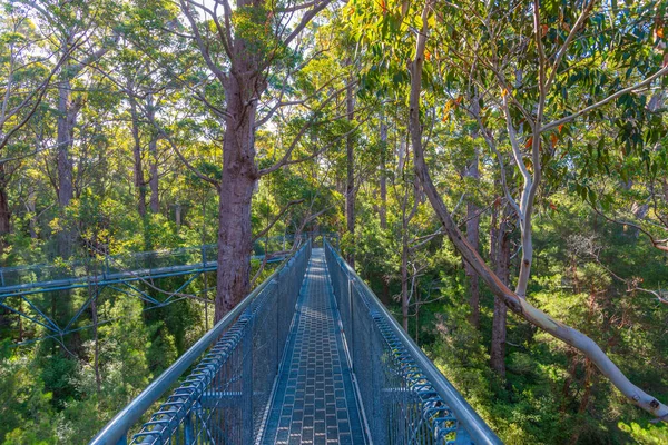 Valley Jättar Träd Topp Promenad Australien — Stockfoto