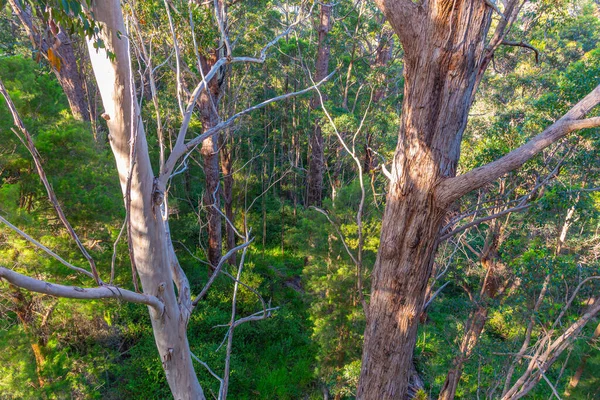 Antica Foresta Formicolio Nella Valle Dei Giganti Australia — Foto Stock