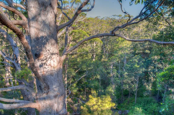 Ősi Bizsergő Erdő Óriások Völgyében Ausztráliában — Stock Fotó