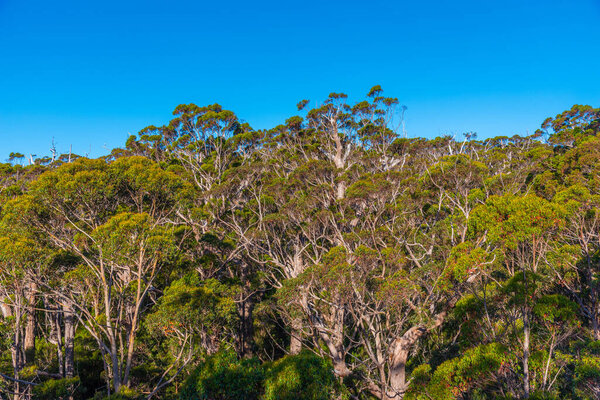 Древний покалывающий лес в долине гигантов в Австралии
