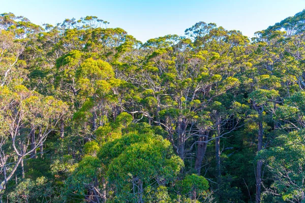 澳大利亚巨人山谷中古老的刺槐林 — 图库照片