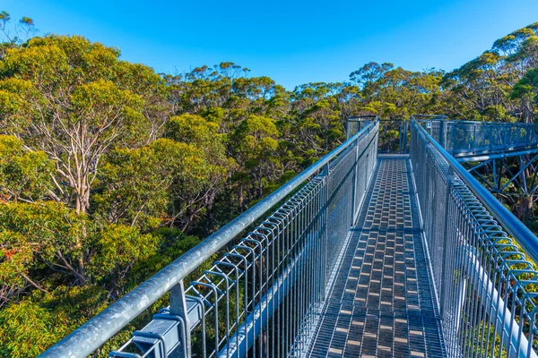 Dolina Giants Drzewa Górny Spacer Australii — Zdjęcie stockowe