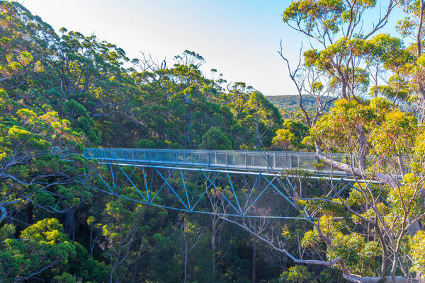 Долина гигантских деревьев на вершине
