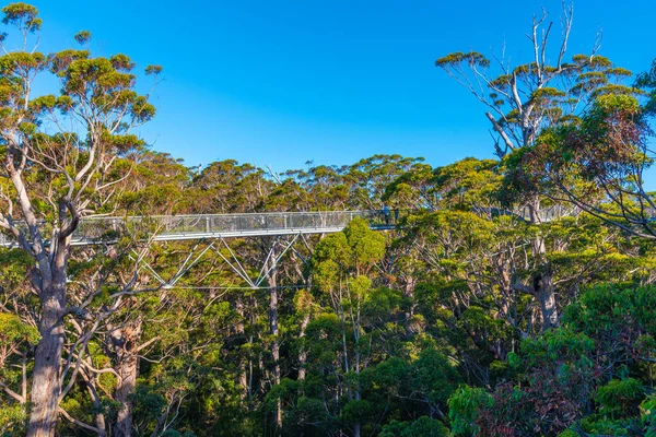 Valley of the giants tree top walk in australia