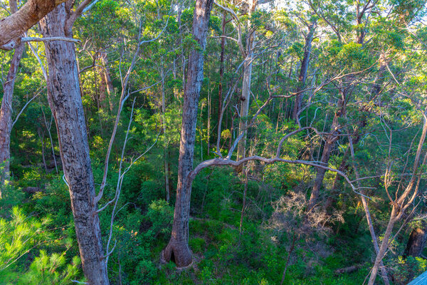 Древний покалывающий лес в долине гигантов в Австралии
