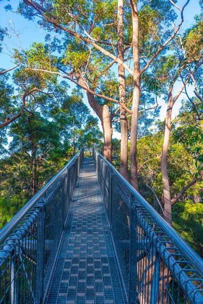 Valley of the giants tree top walk in australia