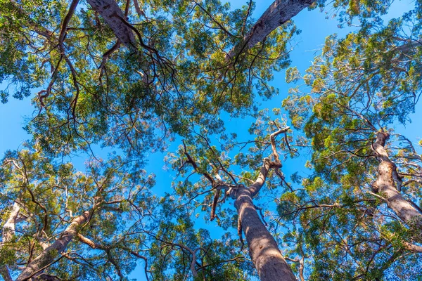 Avustralya Daki Devler Vadisinde Antik Karıncalanma Ormanı — Stok fotoğraf